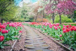 Chemin de dalles, bordées de tulipes et de pommiers en arrière-plan