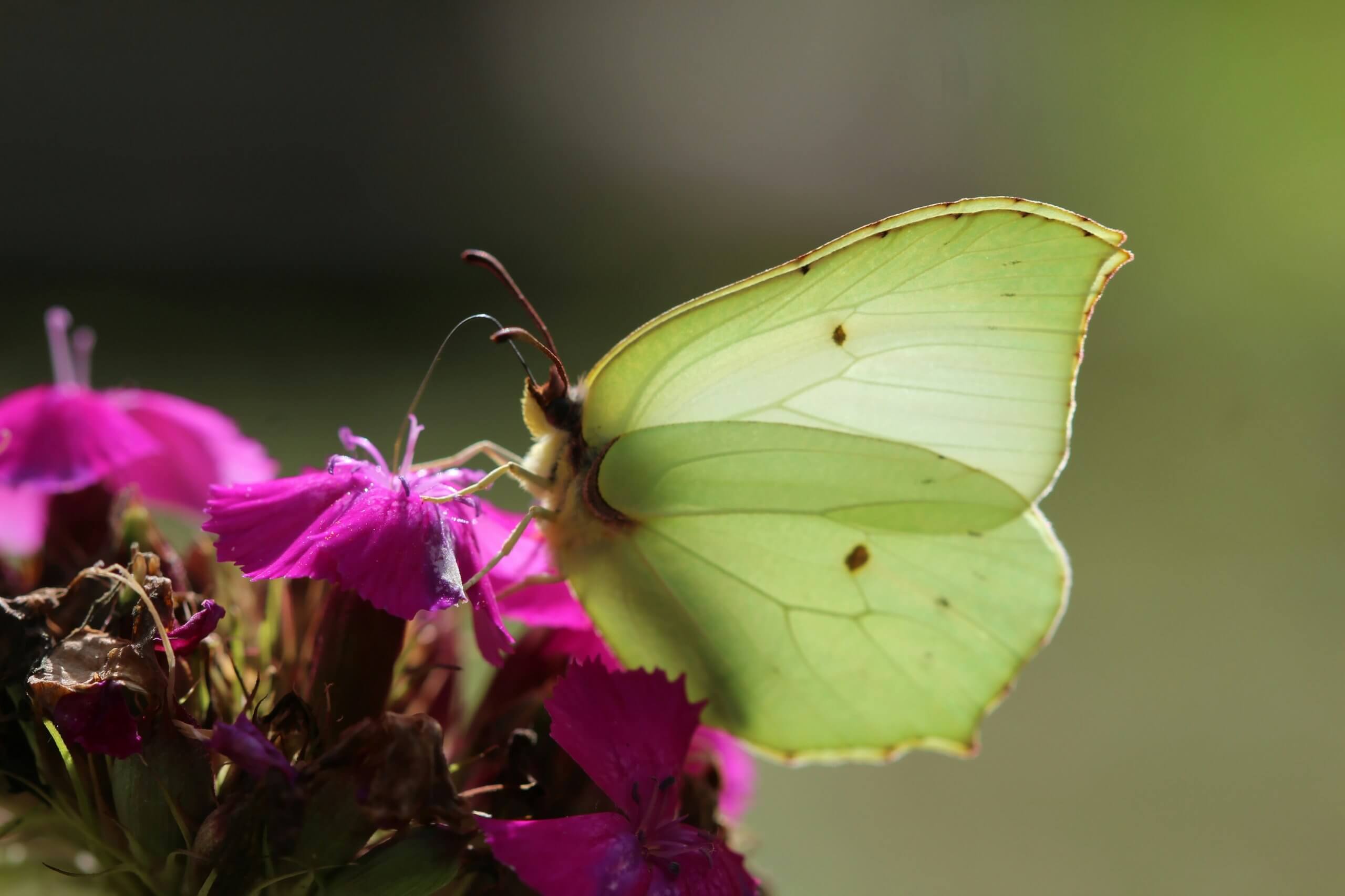 Papillon aux ailes transparentes vert d'eau posé sur une fleur rose
