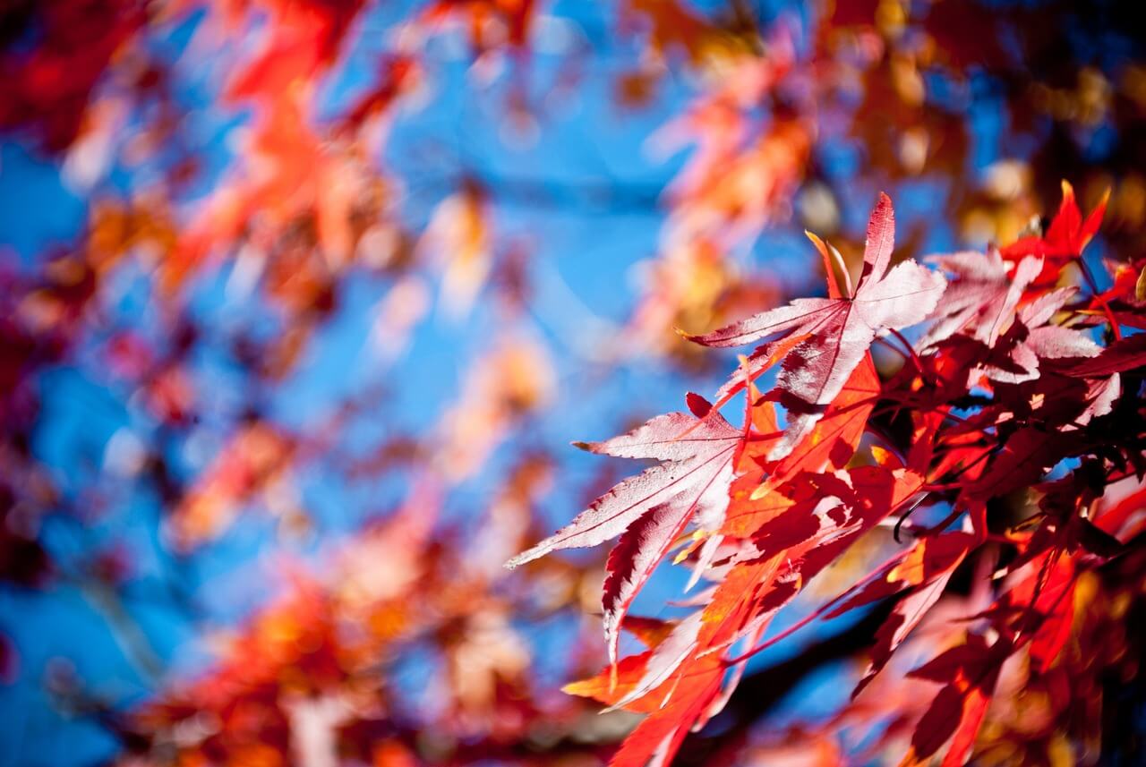 Feuilles d'érable rouge sur fond de ciel bleu