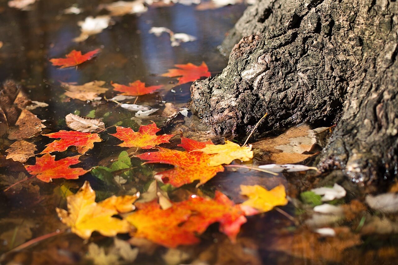 Feuilles mortes au pieds d'un tronc d'arbre