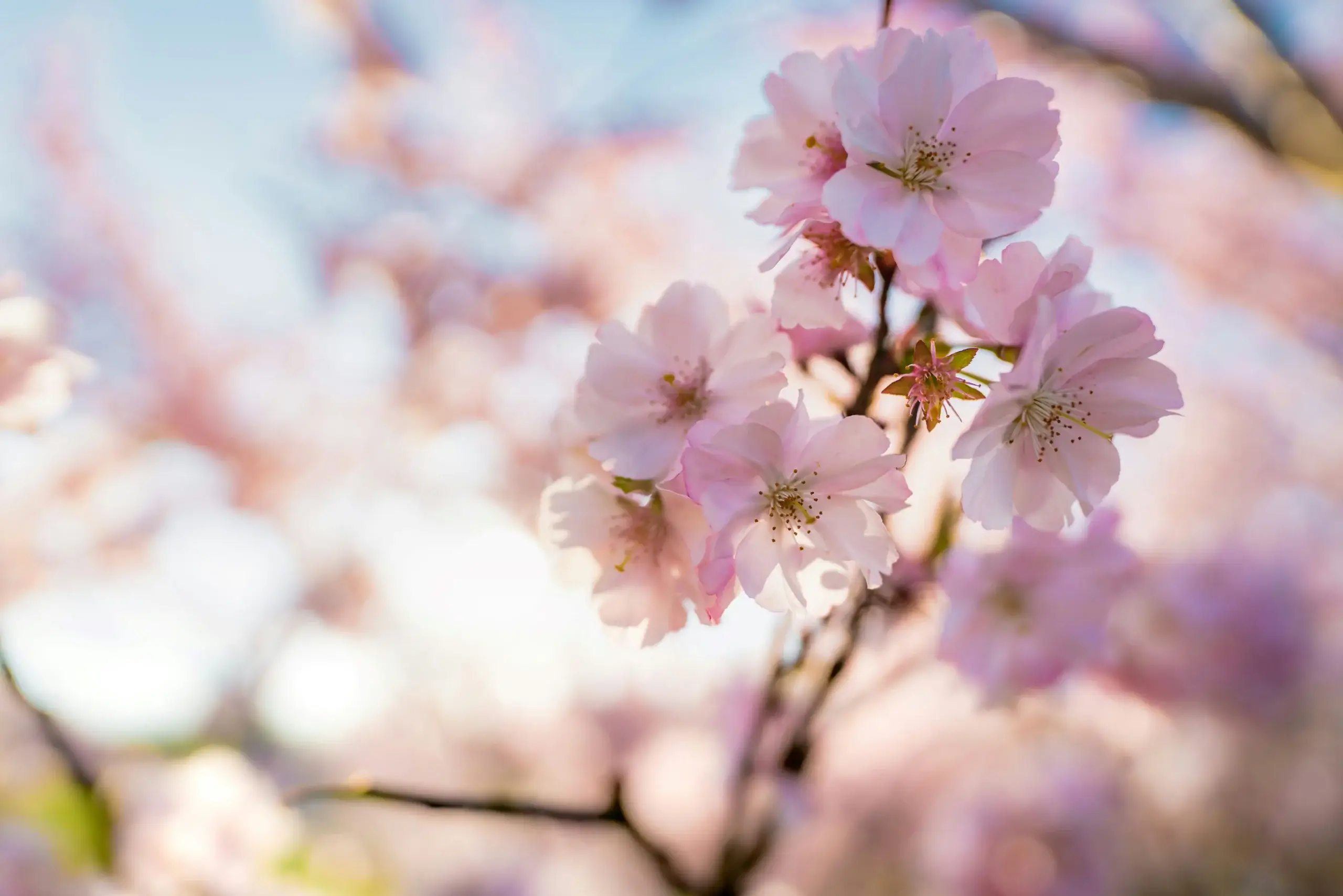 Fleur de cerisier derrière un ciel bleu