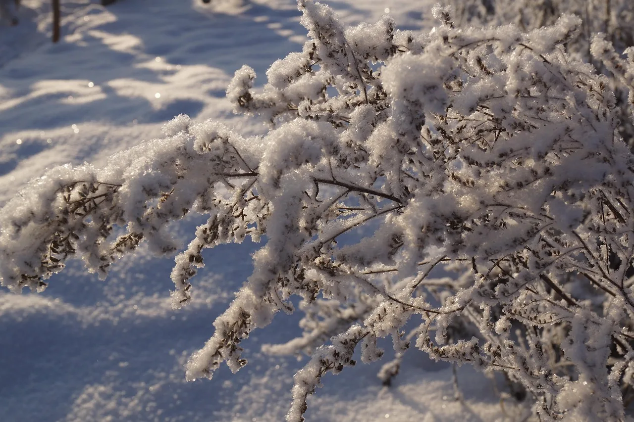 photo d'une branche de sapin enneigée.