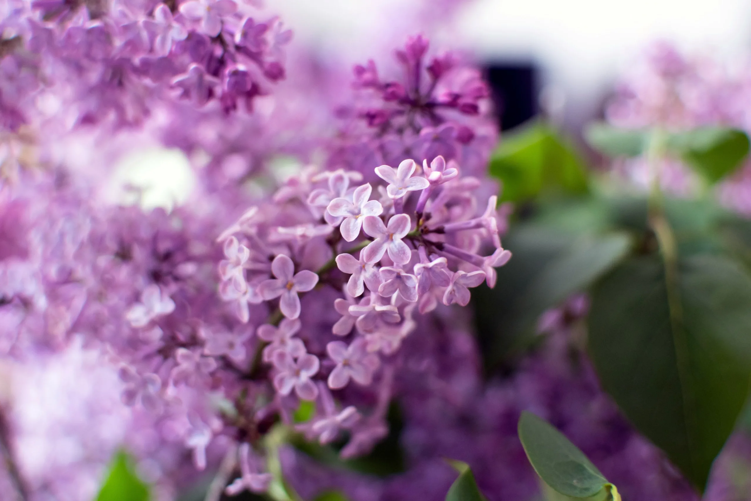 bouquet de lilas mauve