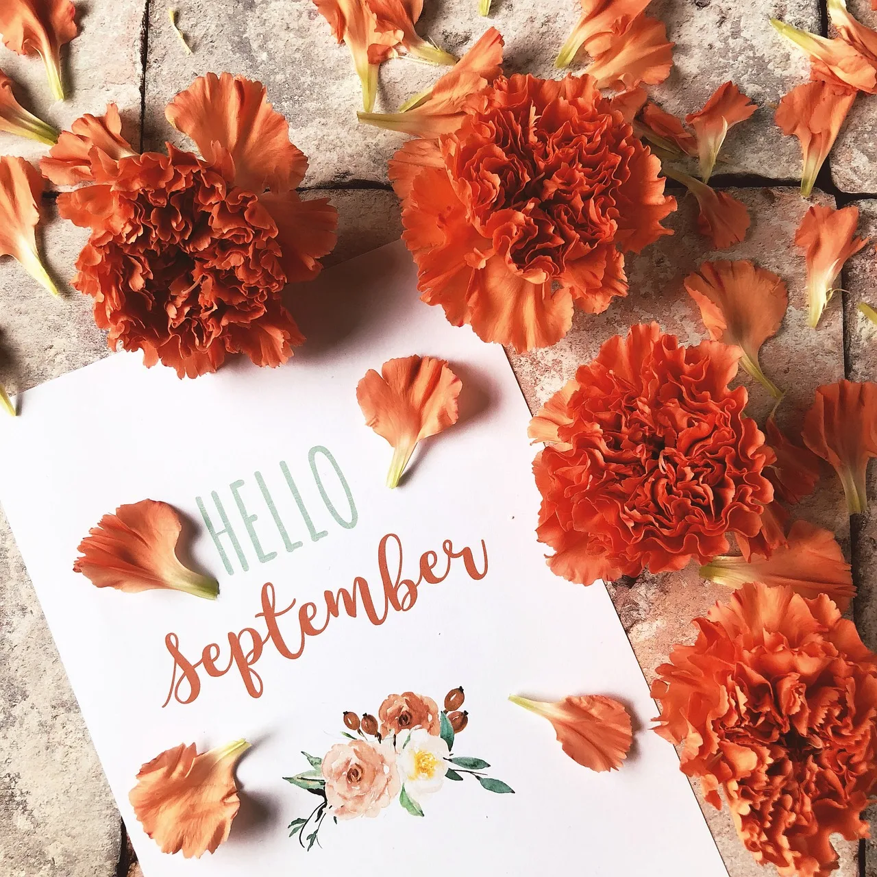 Oeillets orange sur une feuille de papier avec écrit Hello September